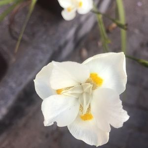 Meet your Posher, Jo